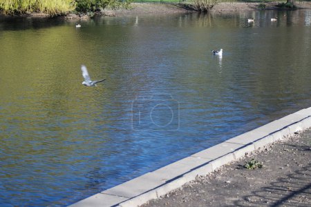 Téléchargez les photos : Des oiseaux aquatiques mignons nagent dans le lac Water of Wardown Park of Luton Angleterre Royaume-Uni - en image libre de droit