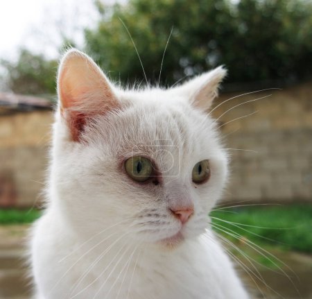 Foto de Gato persa lindo posando en el jardín casero - Imagen libre de derechos
