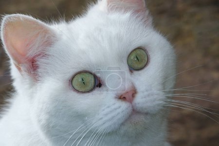 Téléchargez les photos : Mignon persan chat posant dans l 'maison jardin - en image libre de droit