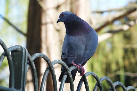 Téléchargez les photos : Oiseau au parc printanier - en image libre de droit