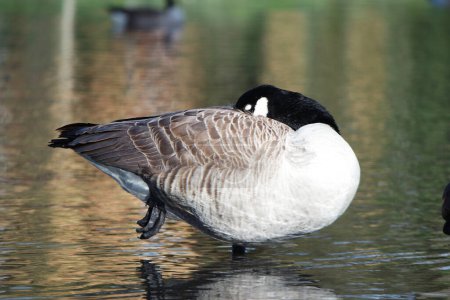 Téléchargez les photos : Beaux et mignons oiseaux d'eau au parc - en image libre de droit