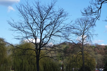 Téléchargez les photos : Trees and Local Public Park of Bedford City of England. Belle journée ensoleillée - en image libre de droit