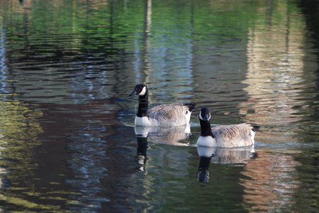 Téléchargez les photos : Beaux et mignons oiseaux d'eau au parc - en image libre de droit