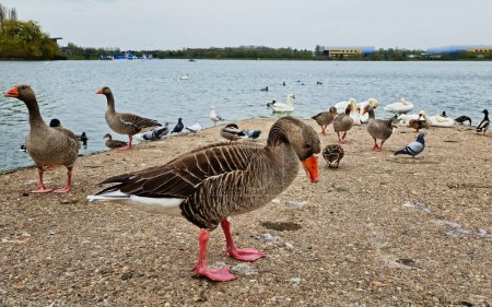 Photo for Beautiful and Cute Water Birds at Willen Lake of England - Royalty Free Image