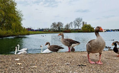 Téléchargez les photos : Beaux et mignons oiseaux d'eau au lac Willen en Angleterre - en image libre de droit