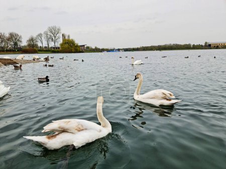 Téléchargez les photos : Beaux et mignons oiseaux d'eau au lac Willen en Angleterre - en image libre de droit