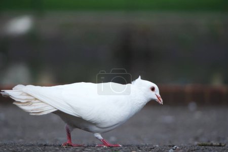Photo for White Pigeon in the Park - Royalty Free Image