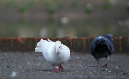 Téléchargez les photos : Pigeons dans le parc - en image libre de droit
