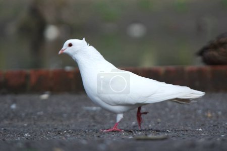 Téléchargez les photos : Pigeon blanc dans le parc - en image libre de droit