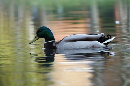 Foto de Hermosas y lindas aves acuáticas en el parque - Imagen libre de derechos