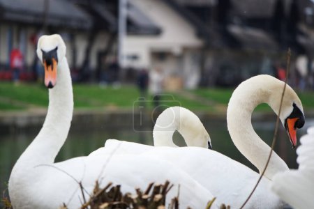Photo for Beautiful and Cute Water Birds at Park - Royalty Free Image