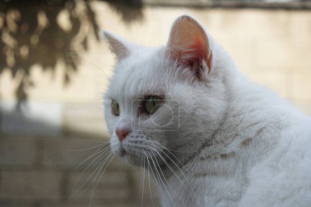 Téléchargez les photos : Chat mignon pose dans le jardin de la maison - en image libre de droit