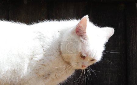 Photo for Cute Cat is Posing in the Home Garden - Royalty Free Image