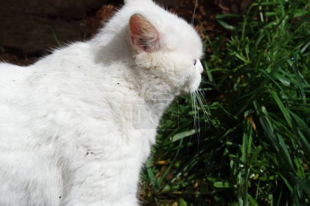 Foto de Gato lindo está posando en el jardín casero - Imagen libre de derechos