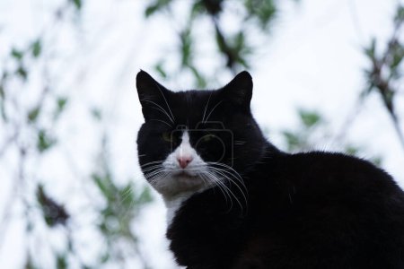 Foto de Gato lindo está posando en el jardín casero - Imagen libre de derechos