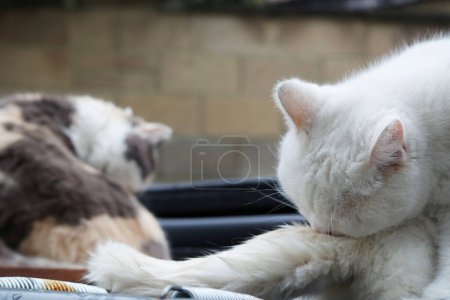 Téléchargez les photos : Chats mignons pose dans le jardin de la maison - en image libre de droit