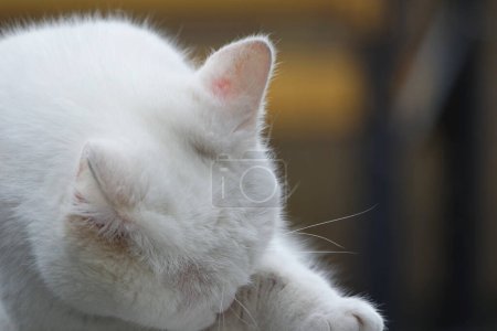 Téléchargez les photos : Chat mignon pose dans le jardin de la maison - en image libre de droit