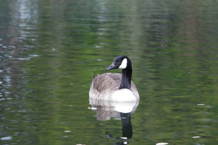 Foto de Pato en el lago - Imagen libre de derechos