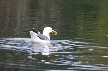 Téléchargez les photos : Mouette blanche sur le lac - en image libre de droit