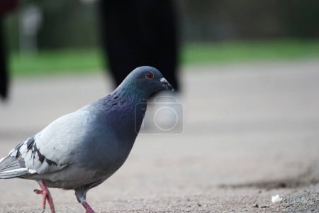 Téléchargez les photos : Pigeon perché à Luton Park, Angleterre - en image libre de droit