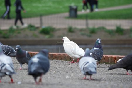 Téléchargez les photos : Pigeon perché à Luton Park, Angleterre - en image libre de droit