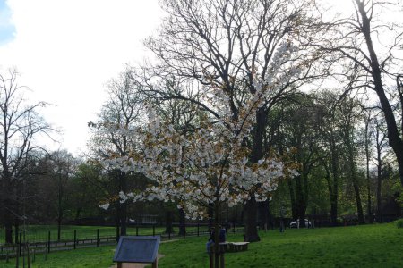 Téléchargez les photos : Vue magnifique sur le parc public Wardown et les gens profitent de la belle et lumineuse journée ensoleillée - en image libre de droit