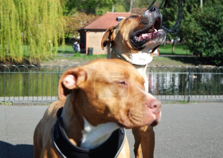 Foto de Brown American Bully Perros en un parque - Imagen libre de derechos