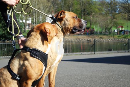 Foto de Brown American Bully Perros en un parque - Imagen libre de derechos