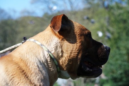 Foto de Brown American Bully Dog en un parque - Imagen libre de derechos