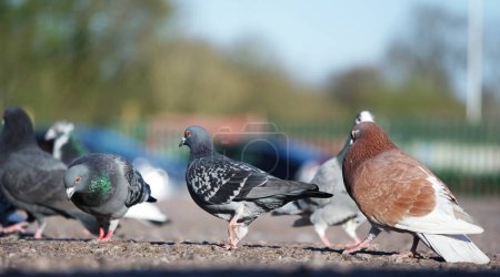 Téléchargez les photos : Pigeons dans le parc de la ville - en image libre de droit