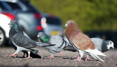 Photo for Pigeons in the city park - Royalty Free Image