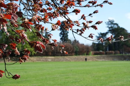 Téléchargez les photos : Belle vue sur la flore printanière colorée au parc public local de Luton Town of England - en image libre de droit