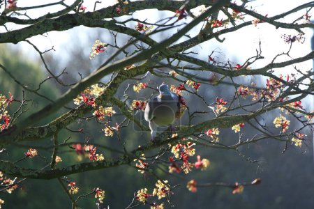 Foto de Hermosa vista de la colorida flora primaveral en el Parque Público Local de Luton Town of England - Imagen libre de derechos