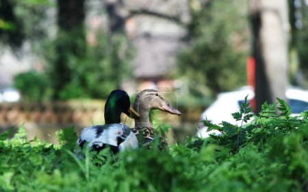 Téléchargez les photos : Oiseaux d'eau mignons au lac du parc public de Luton Angleterre Royaume-Uni - en image libre de droit