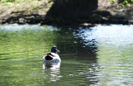 Photo for Cute Water Birds at The Lake of Public Park of Luton England UK - Royalty Free Image