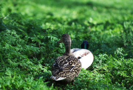 Foto de Lindas aves acuáticas en el lago del parque público de Luton Inglaterra Reino Unido - Imagen libre de derechos