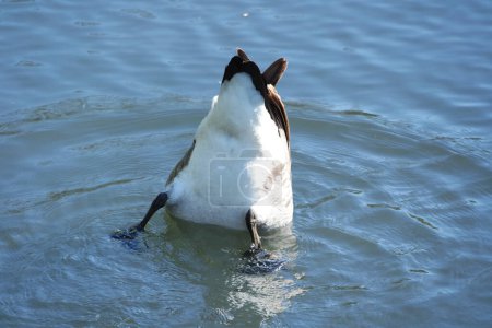Téléchargez les photos : Oiseaux d'eau mignons au lac du parc public de Luton Angleterre Royaume-Uni - en image libre de droit