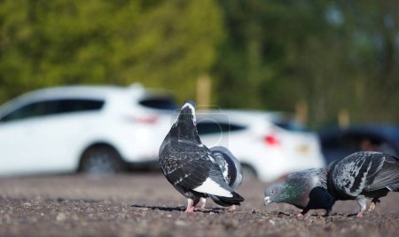 Téléchargez les photos : Vue en angle bas de Pigeon bird perching in Luton park, Angleterre - en image libre de droit