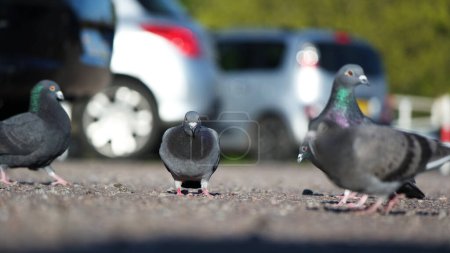 Téléchargez les photos : Vue en angle bas de Pigeon bird perching in Luton park, Angleterre - en image libre de droit