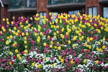 Téléchargez les photos : Belle vue sur le parc public local avec des fleurs - en image libre de droit