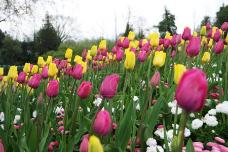Téléchargez les photos : Belle vue sur le parc public local avec des fleurs - en image libre de droit