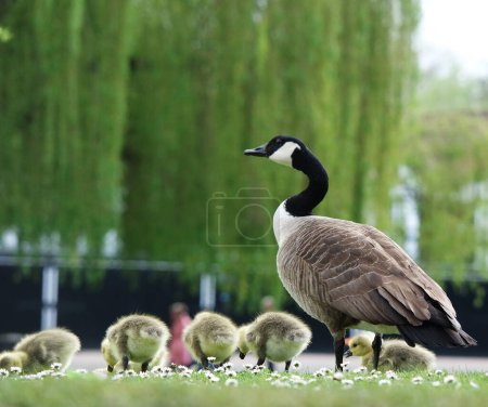 Photo for Ducklings at Bedford Lake - Royalty Free Image