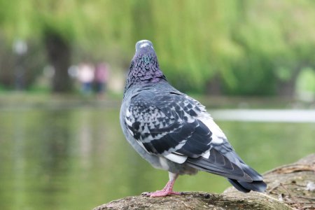 Téléchargez les photos : Pigeon au parc Bedford Lake - en image libre de droit