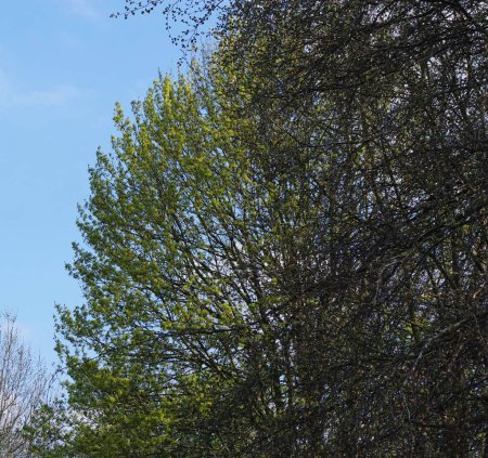 Téléchargez les photos : Belle vue sur les arbres et les branches du parc public local - en image libre de droit