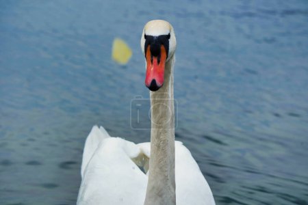 Photo for White swan on the lake - Royalty Free Image