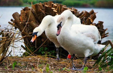 Foto de Cisnes blancos cerca del lago - Imagen libre de derechos