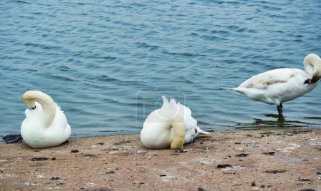 Téléchargez les photos : Cygnes blancs près du lac - en image libre de droit