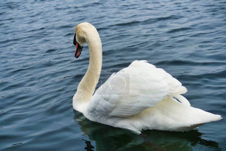 Téléchargez les photos : Cygne blanc sur le lac - en image libre de droit