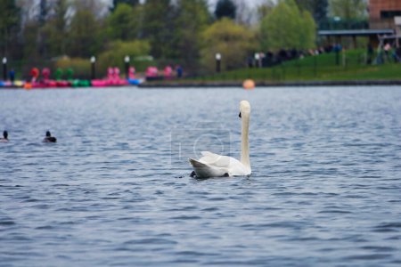 Téléchargez les photos : Cygne blanc sur le lac - en image libre de droit