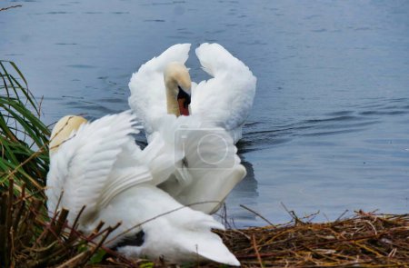 Foto de Cisnes blancos en el lago - Imagen libre de derechos